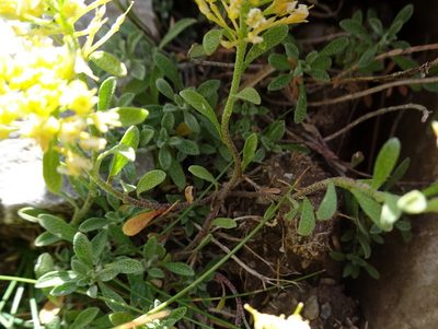 Odontarrhena alpestris, photographed by Thomas Koffel