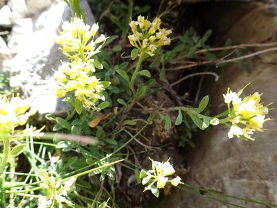 Odontarrhena alpestris, photographed by Thomas Koffel