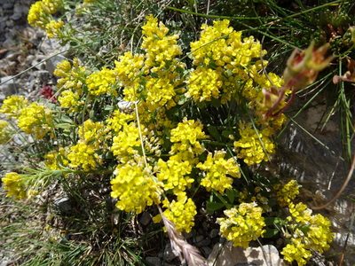 Odontarrhena alpestris, photographed by Thomas Koffel