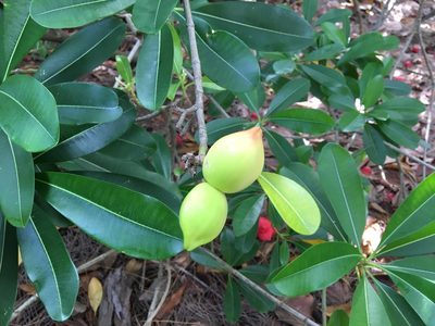 Ochrosia elliptica, photographed by Darren Oh