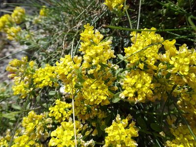 Odontarrhena alpestris, photographed by Thomas Koffel