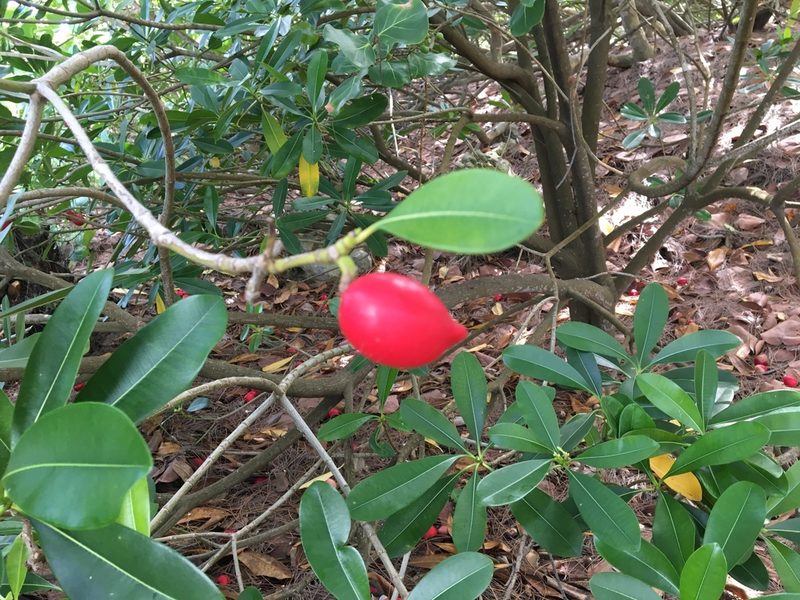 Ochrosia elliptica, photographed by Darren Oh