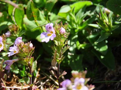 Euphrasia liburnica, photographed by Emanuele Santarelli