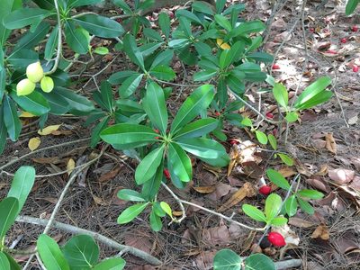 Ochrosia elliptica, photographed by Darren Oh