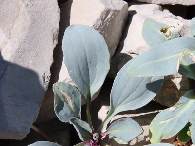 Isatis apennina, photographed by Emanuele Santarelli
