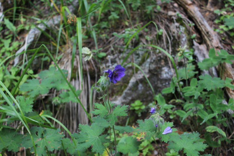 Geranium platypetalum, photographed by Dmitriy Bochkov