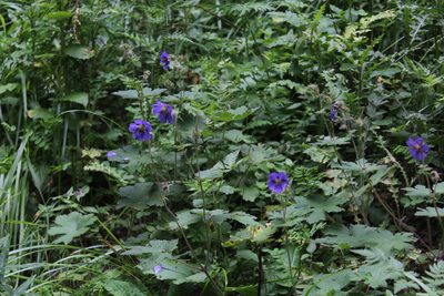 Geranium platypetalum, photographed by Dmitriy Bochkov