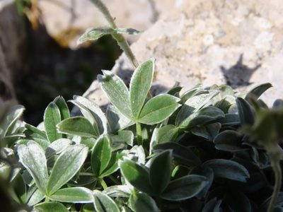 Potentilla apennina, photographed by Emanuele Santarelli