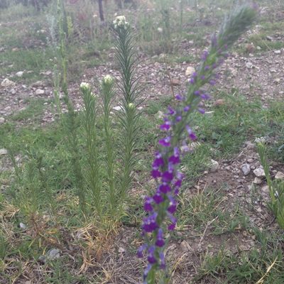Lobelia fenestralis, photographed by Oscar C. González Martínez