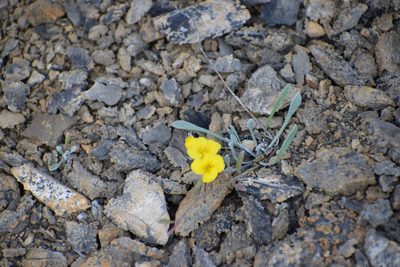 Physaria arctica, photographed by Syd Cannings
