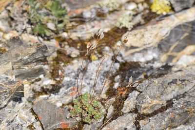 Draba palanderiana, photographed by Syd Cannings