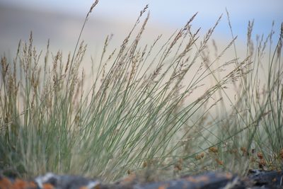 Poa glauca, photographed by Syd Cannings