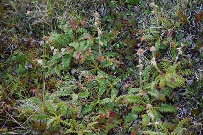 Geum glaciale, photographed by Syd Cannings
