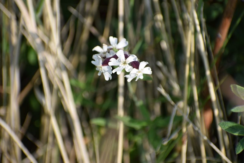 Silene repens, photographed by Syd Cannings