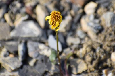 Packera cymbalaria, photographed by Syd Cannings