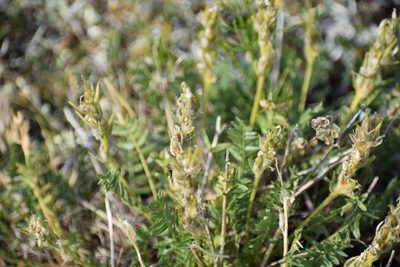 Oxytropis borealis, photographed by Syd Cannings