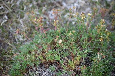 Potentilla biflora, photographed by Syd Cannings
