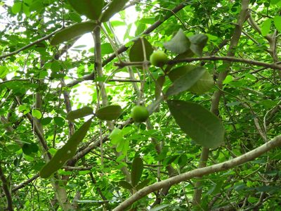 Vitex mollis, photographed by Francisco Farriols Sarabia