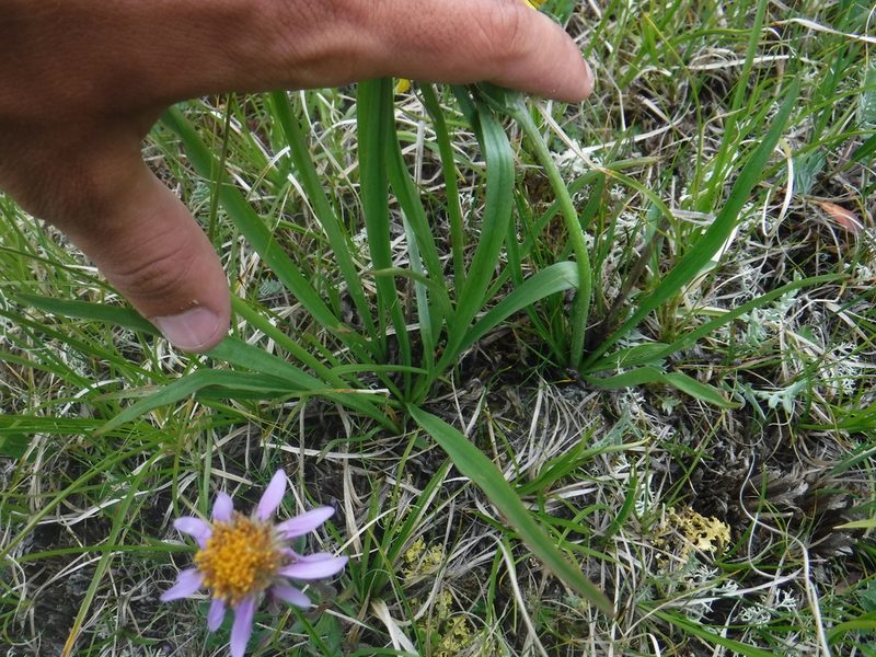 Scorzonera radiata, photographed by Rose Zappa
