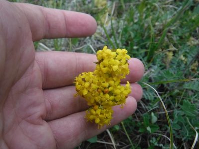 Patrinia sibirica, photographed by Rose Zappa