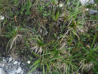 Swertia marginata, photographed by Rose Zappa