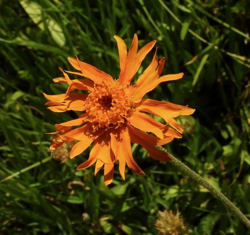 Raillardella pringlei, photographed by desertnaturalist