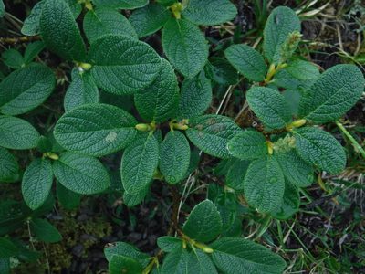 Salix vestita, photographed by Rose Zappa