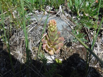 Orostachys malacophylla, photographed by Rose Zappa