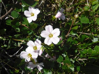 Claytonia joanneana, photographed by Rose Zappa