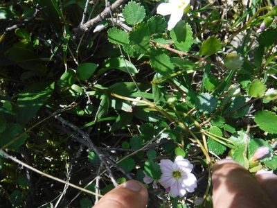 Claytonia joanneana, photographed by Rose Zappa