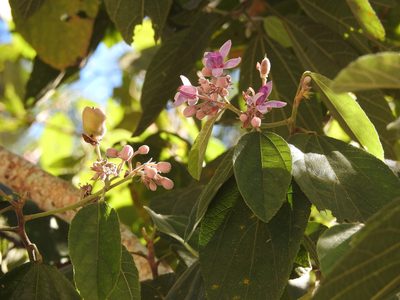Trichospermum mexicanum, photographed by alejandrozab