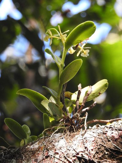 Epidendrum citrosmum, photographed by alejandrozab