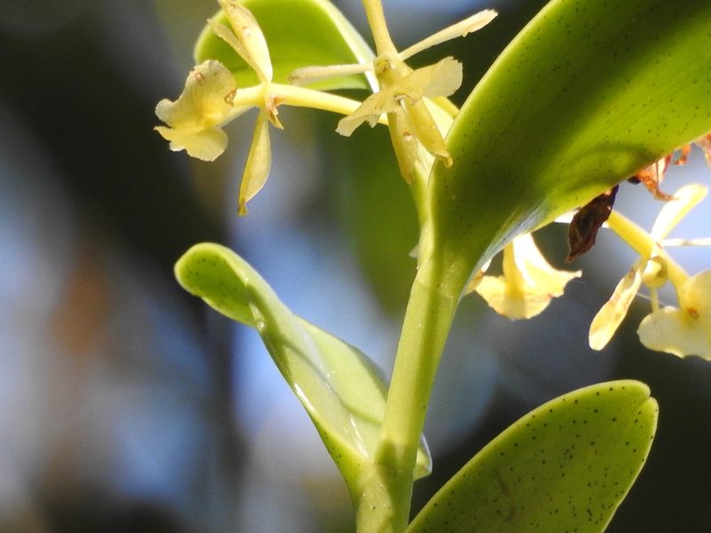 Epidendrum citrosmum, photographed by alejandrozab