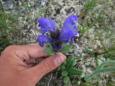 Dracocephalum grandiflorum, photographed by Rose Zappa