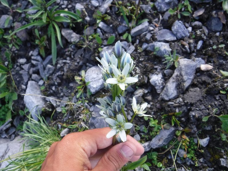 Swertia marginata, photographed by Rose Zappa