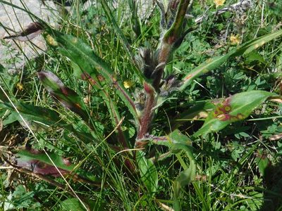 Saussurea baicalensis, photographed by Rose Zappa