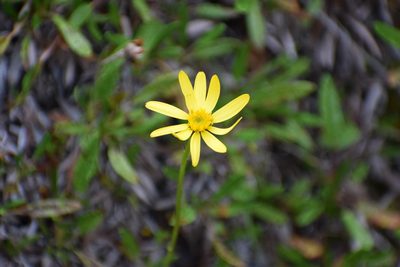 Packera cymbalaria, photographed by Syd Cannings