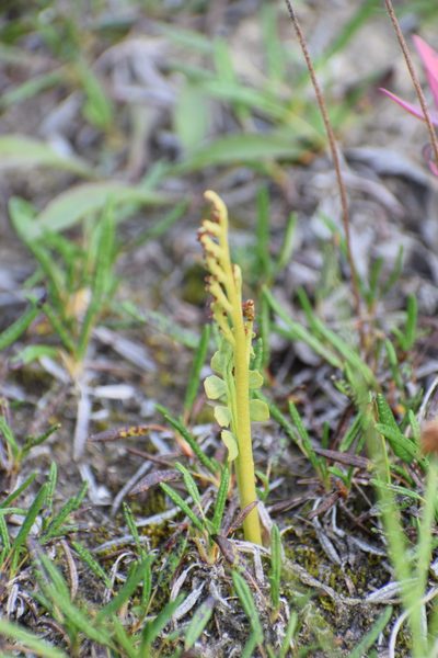 Botrychium spathulatum, photographed by Syd Cannings