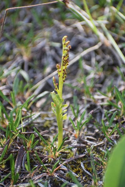 Botrychium spathulatum, photographed by Syd Cannings