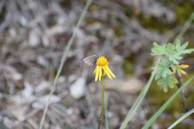 Packera cymbalaria, photographed by Syd Cannings