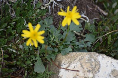Packera cymbalaria, photographed by Syd Cannings