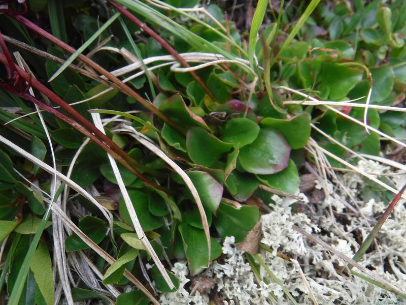 Micranthes melaleuca, photographed by Rose Zappa