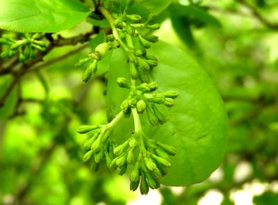 Neea psychotrioides, photographed by Francisco Farriols Sarabia