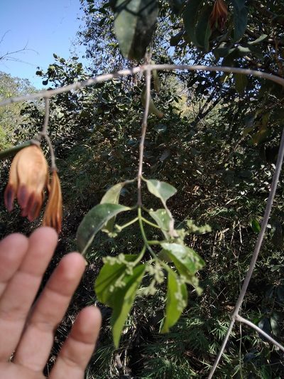 Pristimera celastroides, photographed by alejandrozab
