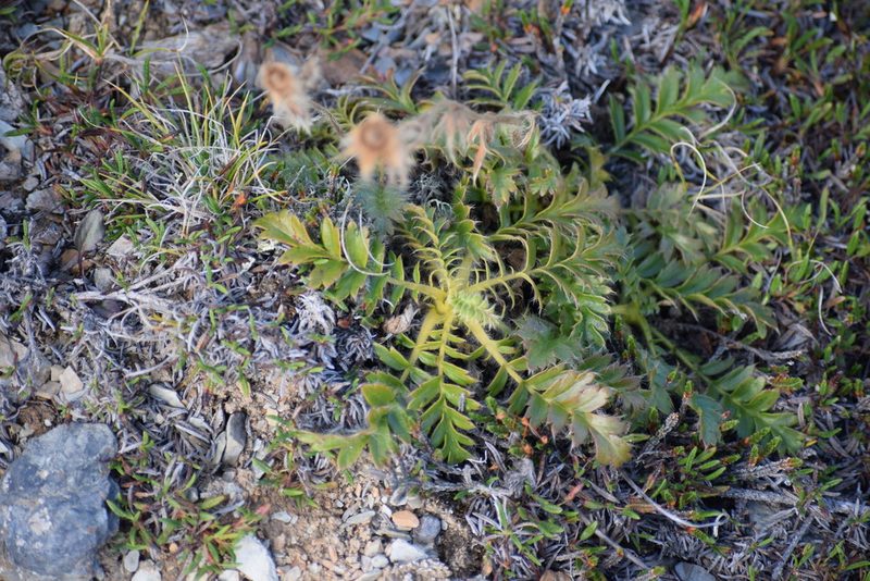 Geum glaciale, photographed by Syd Cannings