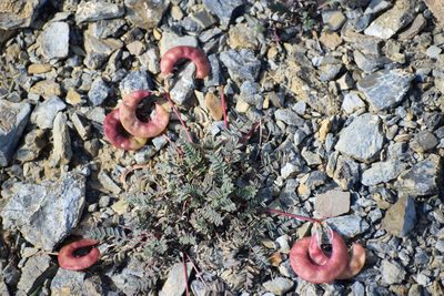 Astragalus nutzotinensis, photographed by Syd Cannings