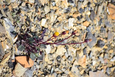 Packera cymbalaria, photographed by Syd Cannings