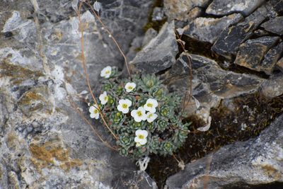Draba palanderiana, photographed by Syd Cannings