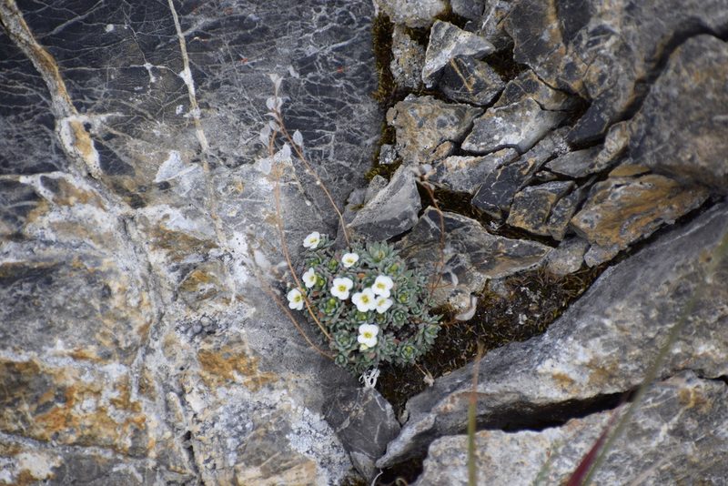 Draba palanderiana, photographed by Syd Cannings