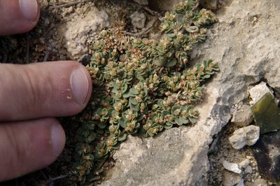 Euphorbia pergamena, photographed by Eric Knight